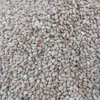 لوبیا کیلویی یکصدوهفتاد هزار
