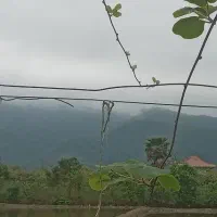 چهار هزار متر باغ کیوی