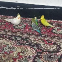 مرغ عشق و عروس هلندی