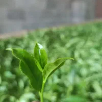 چای بهاره خوش طعم و خوش رنگ اعلا.|خوردنی و آشامیدنی|رشت, رشتیان|دیوار