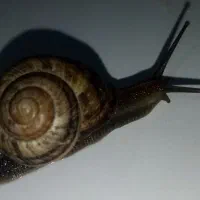 حلزون فروشی|خزنده|خواف, |دیوار