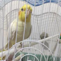 فروش عروس هلندی شیطون بازیگوش|پرنده|برخوار, |دیوار