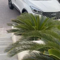 خودرو x55 پرو سفید سقف مشکی مدل 1401