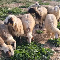 20 عدد میش آبستن چاق و جوان بفروش می رسد