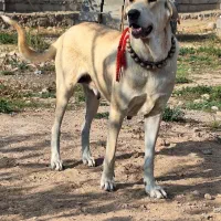 سگ قدرجانی|سگ|سرپل ذهاب, |دیوار