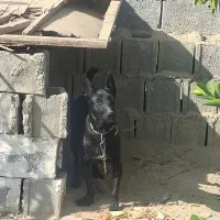 سگ مالینیویز