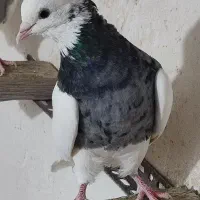 طوقی نر الماسی، خال سیاه