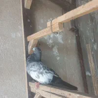 کفتر|پرنده|تهران, حصارک|دیوار