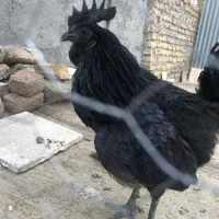 خروسی سیاه جهت قربانی ذبح رایگان درتمام نقاط مشهد