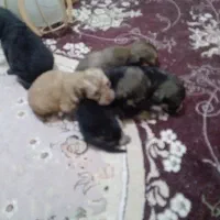 پاپر روباهی