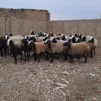 نژاد اصیل و برتر ایران|حیوانات مزرعه|مهریز, |دیوار