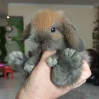 خرگوش های مینی لوپ فرانسوی عروسکی|موش و خرگوش|تهران, پونک|دیوار