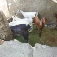 کهره،بره                               شهرک توحید|حیوانات مزرعه|بندرعباس, |دیوار