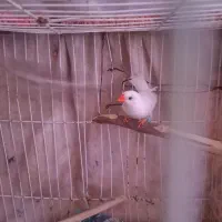 پرنده|پرنده|چناران, |دیوار