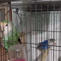 ی جفت طوطی برزیلی،  درجه یک|پرنده|شوش, |دیوار