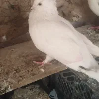 سفید کاکولی ماده معاوضه با مرغ عشق ماده