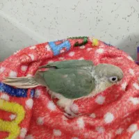 طوطی گرینچیک