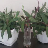 زیپلین (موسی در گهواره)