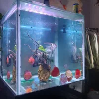 آکواریوم ۳۵۰ لیتری|ماهی|بجنورد, |دیوار