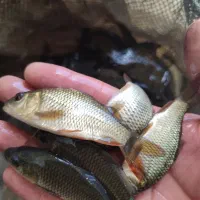 اسپلش و .ماهی کپور و امور پلیت به نرخ دولتی|ماهی|تبریز, |دیوار