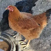 مرغ جوان ۸ماه|حیوانات مزرعه|اقبالیه, |دیوار