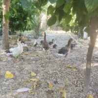 جوجه غاز