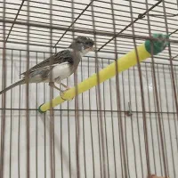 تعدادی قناری|پرنده|رشت, منظریه|دیوار