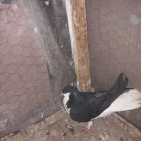 سبز پولکی . سده سیاه . سده افشون|پرنده|سبزوار, قصبه شرقی|دیوار