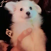 پامر روباهی|سگ|رشت, یخسازی|دیوار