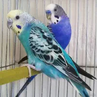 مرغ عشق مولد