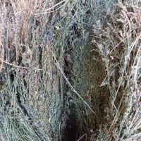 یونجه|لوازم جانبی حیوانات|بجنورد, |دیوار