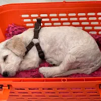 سگ کاتن|سگ|برخوار, |دیوار