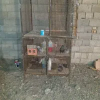 جفت کن یا جفتگاه