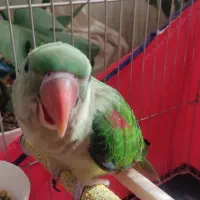 گمشده ،،پرنده شاه طوطی