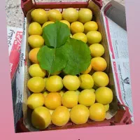 نیازمنده کارگر دائم کشاورزی