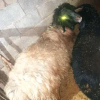 بره نر بزمیش