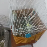 دو جفت عروس هلندی