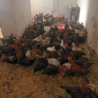 مرغ وخروس محلی