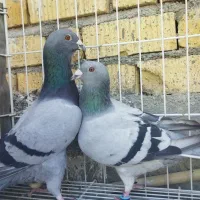 سبز خودمونی|پرنده|کازرون, |دیوار