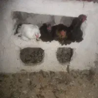 مرغ پاکوتا|پرنده|چالدران, |دیوار