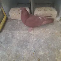 کبوتر