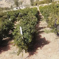درخت بی وچنار تر سرپا