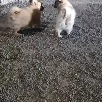 توله قهوه ای سفید هدیه میشع ب مبلغ توافقی|سگ|شیروان (خراسان), |دیوار