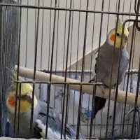 عروس هلندی جفت