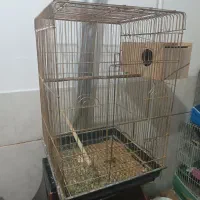 کوتوله سه عدد قفس عروس هلندی قناری مرغ عشق|پرنده|اصفهان, گرکان|دیوار