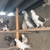 کفترا کپکی تیرماه|پرنده|تهران, کیانشهر|دیوار