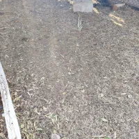 کود حیوانی 6 ساله