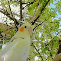عروس هلندی