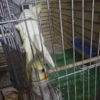 عروس هلندی|پرنده|شیراز, جانبازان|دیوار