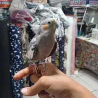 عروس هلندی